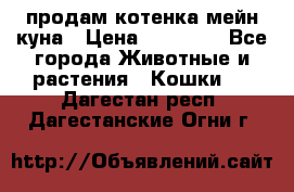 продам котенка мейн-куна › Цена ­ 35 000 - Все города Животные и растения » Кошки   . Дагестан респ.,Дагестанские Огни г.